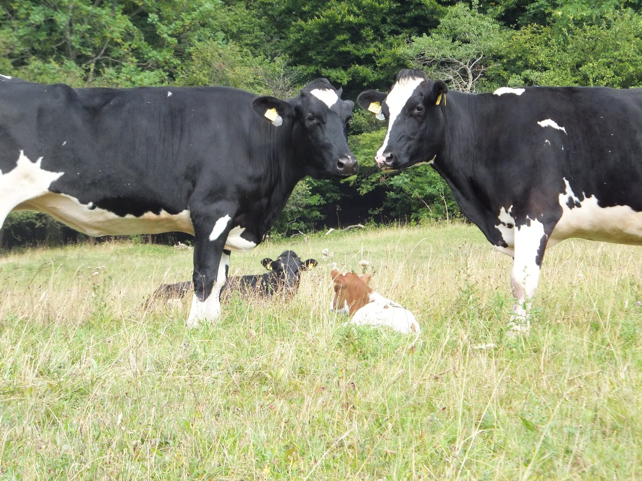 Alter Aufkleber Landwirtschaft MILCHLAND NIEDERSACHSEN Kühe