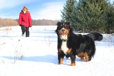 Winterspaziergang mit Hund