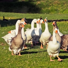 Gänse auf einer grünen Wiese