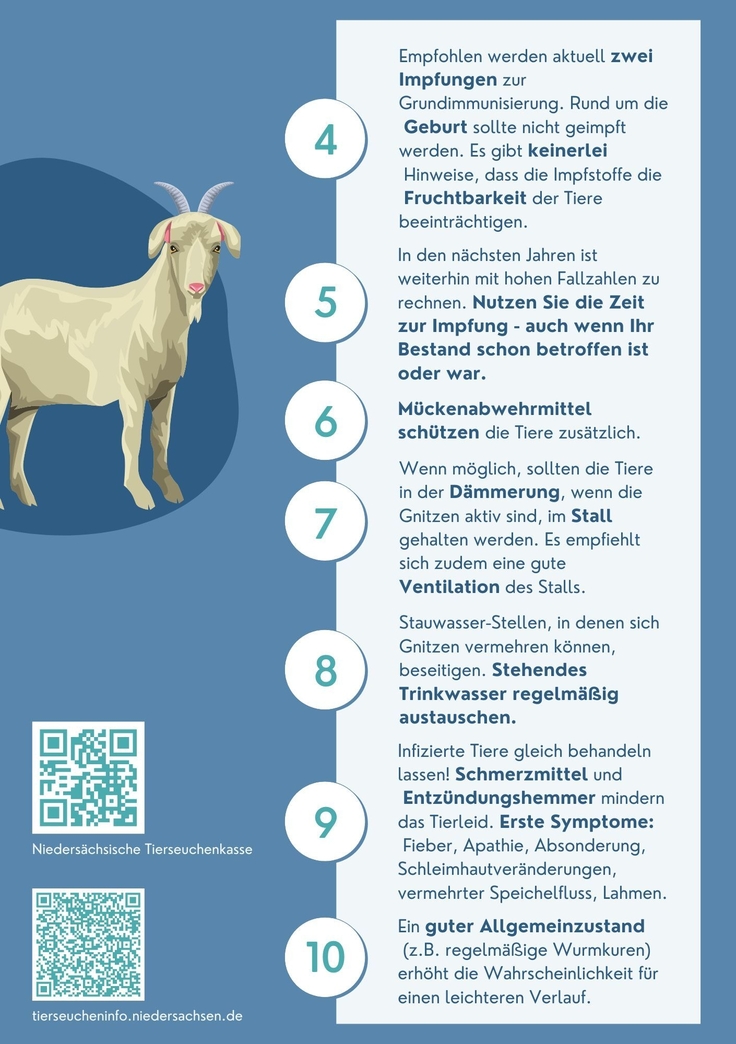 Flyer: Infos zur Bekämpfung der Blauzungenkrankheit