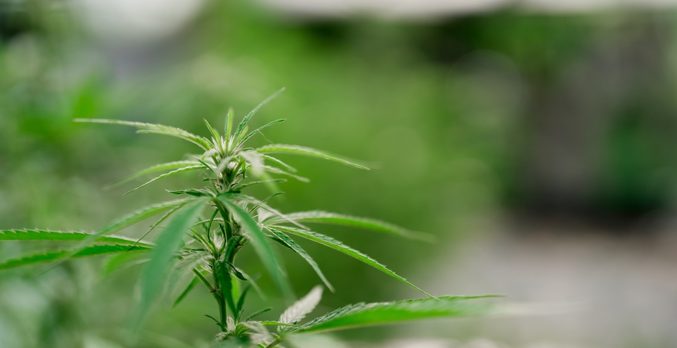 Symbolbild: Junge Triebe von Cannabispflanzen in einer Cannabisfarm